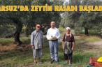 ARSUZ’DA ZEYTİN HASADI BAŞLADI