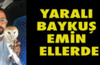 YARALI BAYKUŞ EMİN ELLERDE