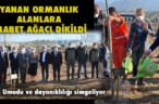 YANAN ORMANLIK ALANLARA MABET AĞACI DİKİLDİ
