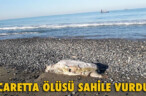 CARETTA ÖLÜSÜ SAHİLE VURDU