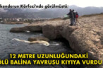 12 METRE UZUNLUĞUNDAKİ ÖLÜ BALİNA YAVRUSU KIYIYA VURDU