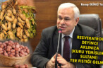 RESVERATROL DEYİNCE AKLINIZA (KURU YEMİŞLERİN SULTANI) YER FISTIĞI GELMELİ